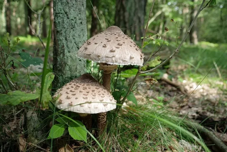 Зонтики в лісі