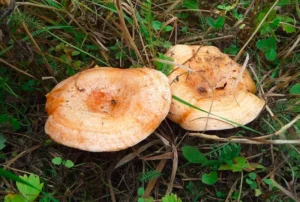 Рижики, Вінницька область, Україна