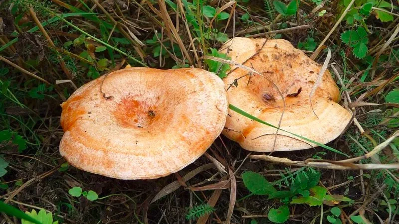 Рижики, Вінницька область, Україна