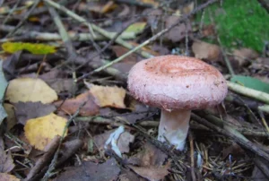 Вовнянка у Кармелавському лісі