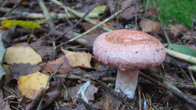 Вовнянка у Кармелавському лісі