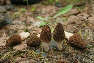 Зморшки вздовж стежки