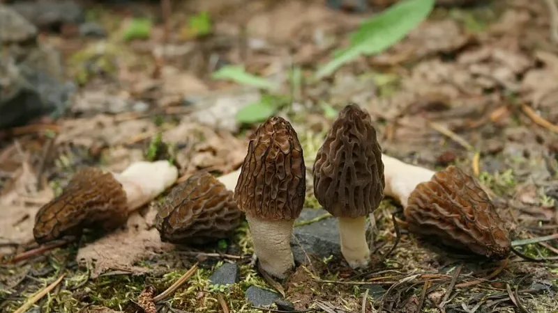 Зморшки вздовж стежки