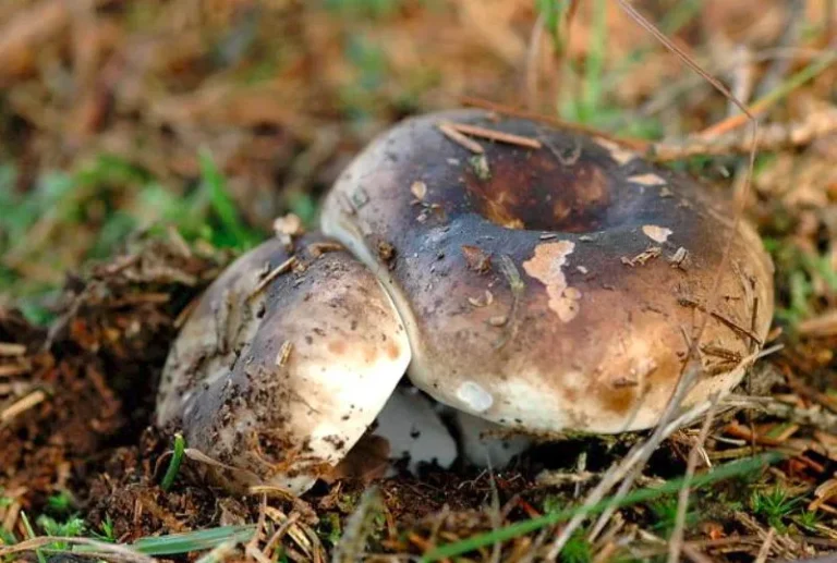 Підгруздки поблизу Комманстера