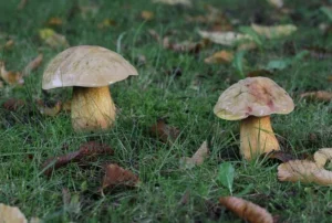 Дубовики поблизу Дуйсбурга