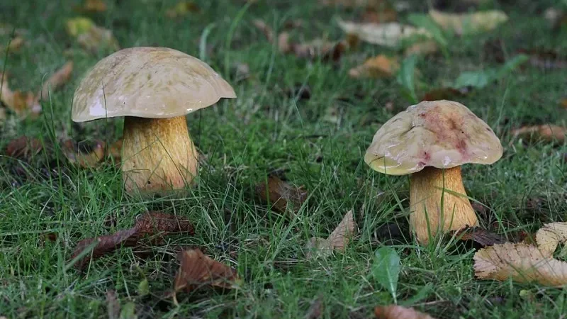 Дубовики поблизу Дуйсбурга