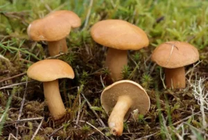 Козляки поблизу Людінгхаузена