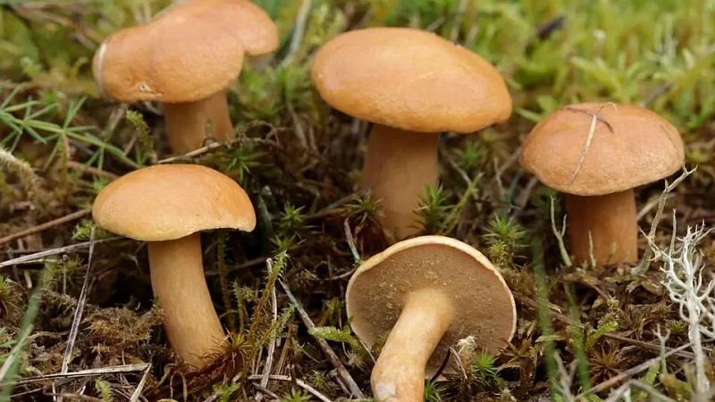 Козляки поблизу Людінгхаузена