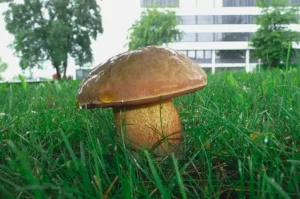 Дубовик звичайний (лат. Suillellus luridus)