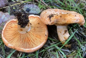 Рижик справжній (лат. Lactarius deliciosus)