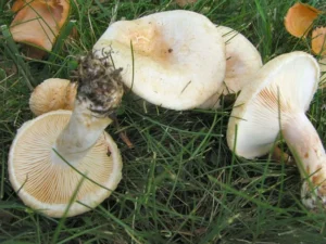 Вовнянка біла (лат. Lactarius pubescens)