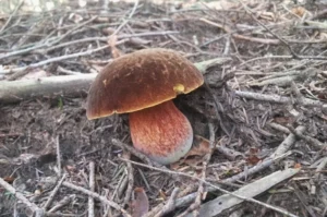 Дубовик крапчастий (лат. Neoboletus luridiformis)