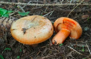 Рижик ялиновий (лат. Lactarius deterrimus)