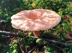 Вовнянка рожева (лат. Lactarius torminosus)