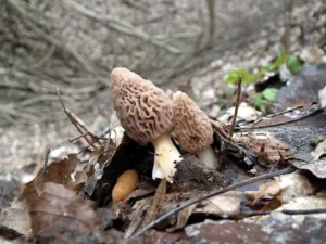 Зморшок звичайний (лат. Morchella esculenta)