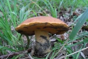 Дубовик Келе (лат. Suillellus queletii)