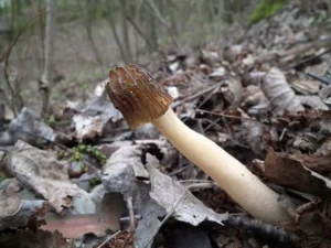 Зморшкова шапочка (лат. Verpa bohemica)