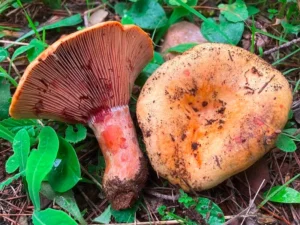 Рижик червоний (лат. Lactarius sanguifluus)