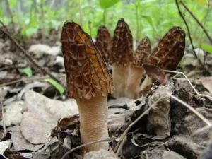 Зморшок високий (лат. Morchella elata)
