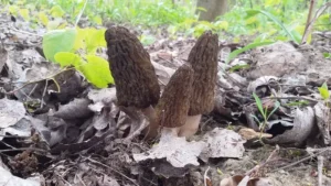 Зморшок конічний (лат. Morchella conica)
