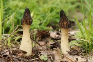 Зморшок напіввільний (лат. Morchella semilibera)