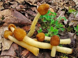 Шапинка конічна (Verpa conica)