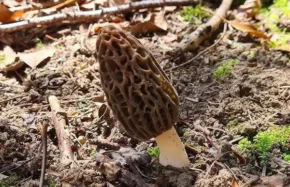 Зморшок делікатесний (лат. Morchella deliciosa)