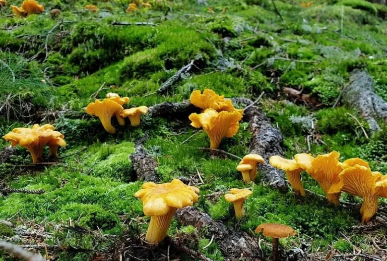 Сімейка лисичок