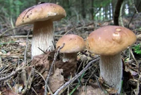 Білі гриби у Кармелавському лісі