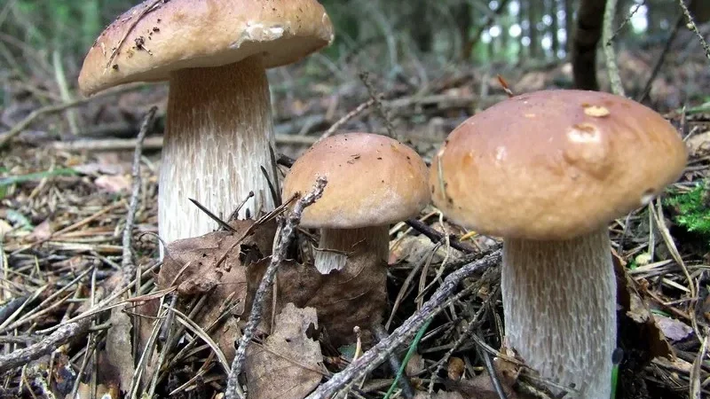 Білі гриби у Кармелавському лісі