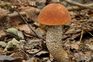 Підосичник у Мертінгенському лісі