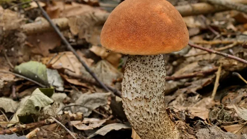 Підосичник у Мертінгенському лісі