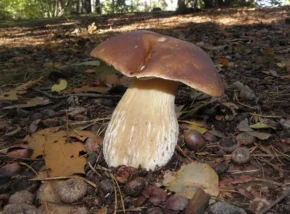Білий гриб або боровик (лат. Boletus edulis)