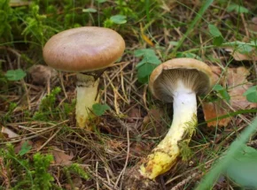 Мокруха клейка (лат. Gomphidius glutinosus)