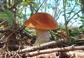 Підосичник звичайний (лат. Boletus aurantiacus)