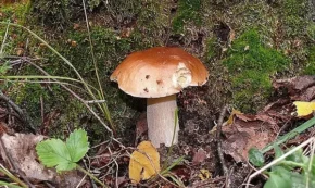 Білий гриб березовий (лат. Boletus betulicola)