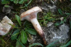 Мокруха плямиста (лат. Gomphidius maculatus)