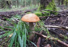 Підосичник жовто-бурий (лат. Leccinum versipelle)