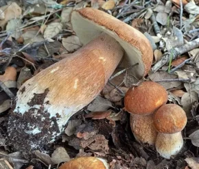 Білий гриб сітчастий (лат. Boletus reticulatus)