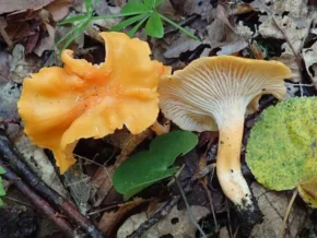 Лисичка бархатиста (лат. Cantharellus friesii)