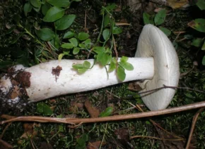 Підосичник білий (лат. Leccinum percandidum)