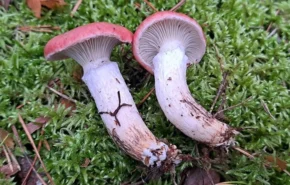 Мокруха рожева (лат. Gomphidius roseus)