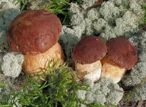 Білий гриб сосновий (лат. Boletus pinophilus)