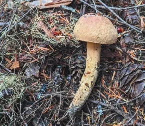 Мокруха повстяна (лат. Chroogomphus tomentosus)