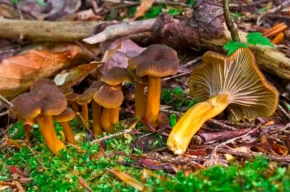 Лисичка трубчаста (лат. Cantharellus tubaeformis)
