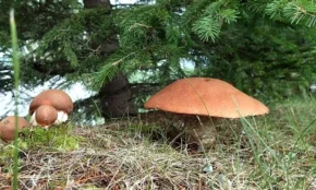 Підосичник ялиновий (лат. Leccinum piceinus)