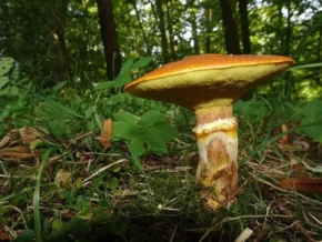 Маслюк модриновий (лат. Suillus grevillei)