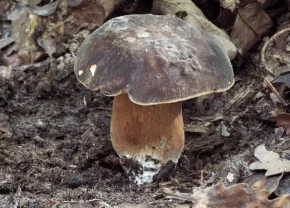 Боровик бронзовий (лат. Boletus aereus)