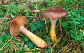 Мокруха пурпурова (лат. Chroogomphus rutilus)