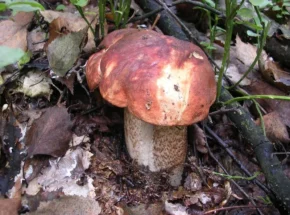 Підосичник дубовий (лат. Leccinum quercinum)